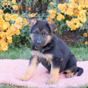 Toby, German Shepherd Puppy