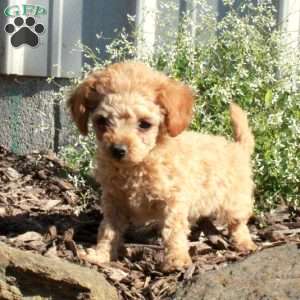 Toby, Toy Poodle Puppy