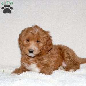 Toby, Mini Goldendoodle Puppy