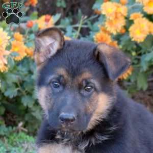 Toby, German Shepherd Puppy