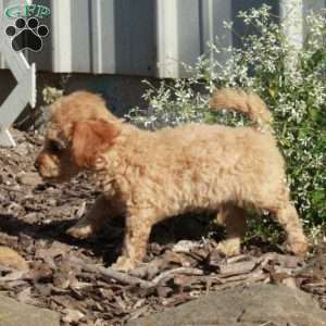 Toby, Toy Poodle Puppy