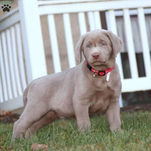 Toby, Silver Labrador Retriever Puppy