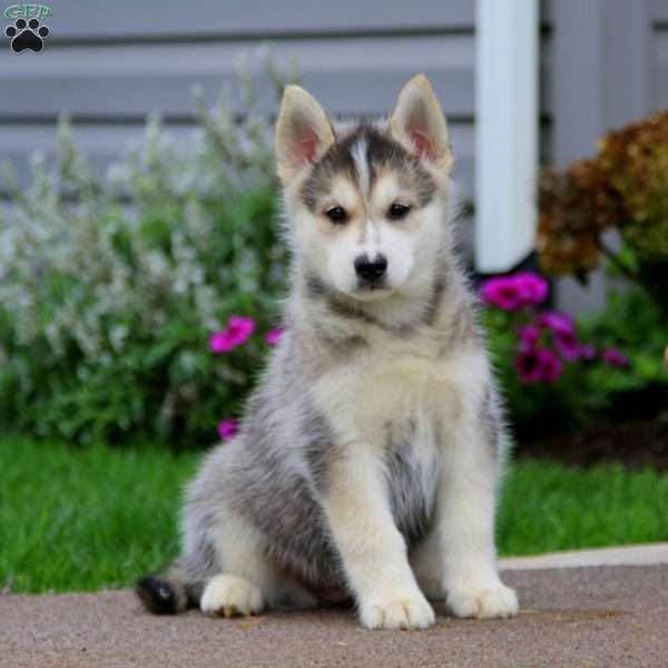 Toby, Siberian Husky Mix Puppy