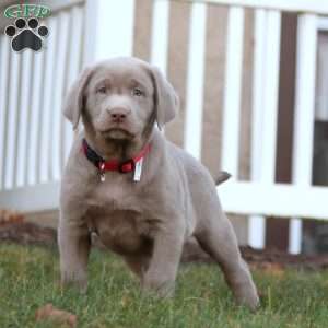 Toby, Silver Labrador Retriever Puppy