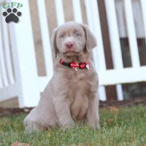 Toby, Silver Labrador Retriever Puppy