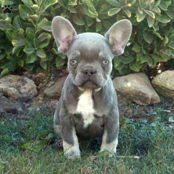 Todd, French Bulldog Puppy