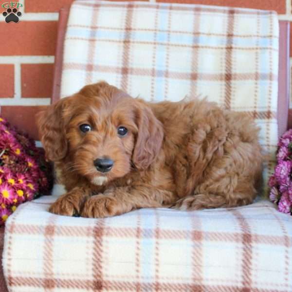 Todd, Mini Goldendoodle Puppy