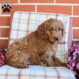 Todd, Mini Goldendoodle Puppy