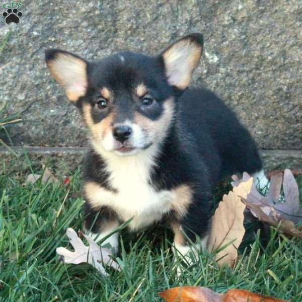 Toffee, Pembroke Welsh Corgi Puppy