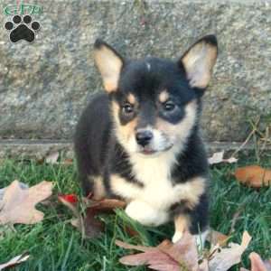 Toffee, Pembroke Welsh Corgi Puppy