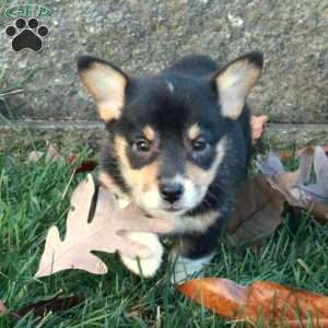 Toffee, Pembroke Welsh Corgi Puppy