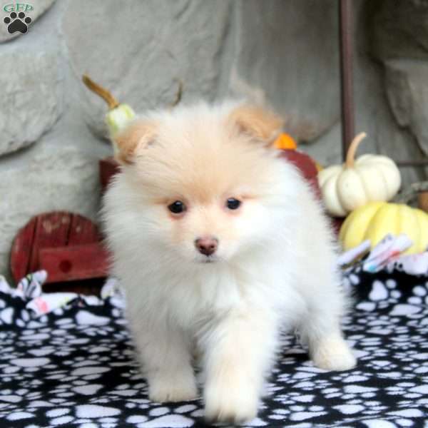 Tommy, Pomeranian Puppy