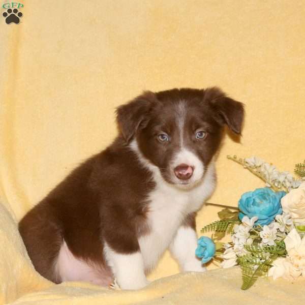 Tommy, Border Collie Puppy