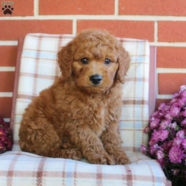 Tommy, Mini Goldendoodle Puppy