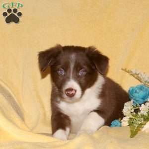 Tommy, Border Collie Puppy