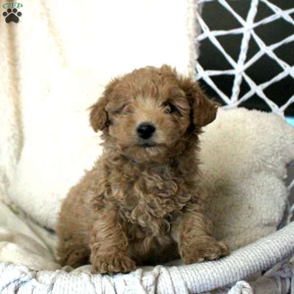 Tommy, Toy Poodle Puppy