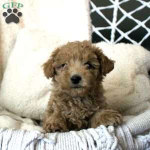 Tommy, Toy Poodle Puppy