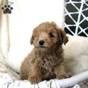 Tommy, Toy Poodle Puppy