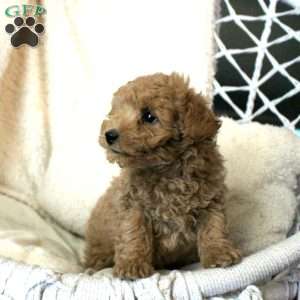 Tommy, Toy Poodle Puppy