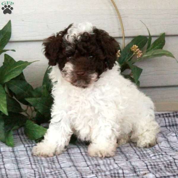 Tony, Toy Poodle Puppy