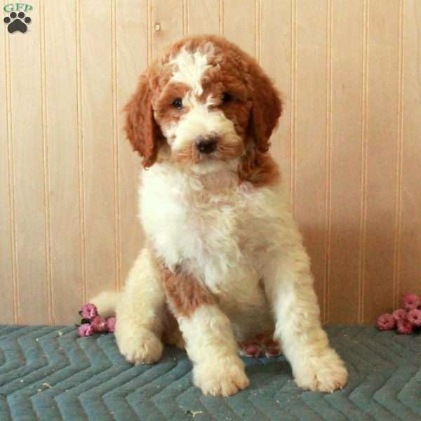 Tony, Standard Poodle Puppy