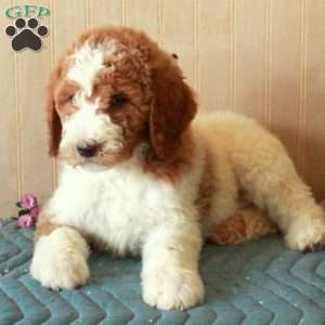 Tony, Standard Poodle Puppy