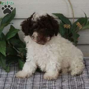 Tony, Toy Poodle Puppy