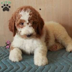 Tony, Standard Poodle Puppy