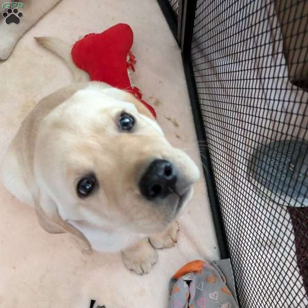 Anthony, Yellow Labrador Retriever Puppy