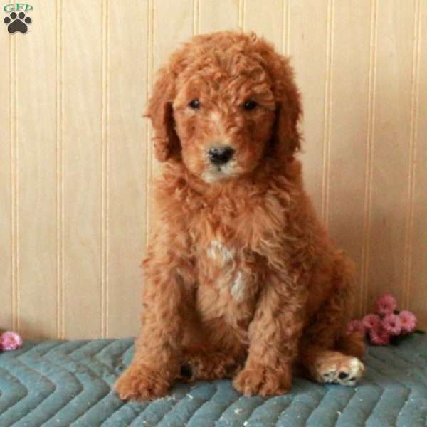 Tonya, Standard Poodle Puppy