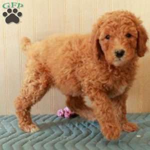 Tonya, Standard Poodle Puppy