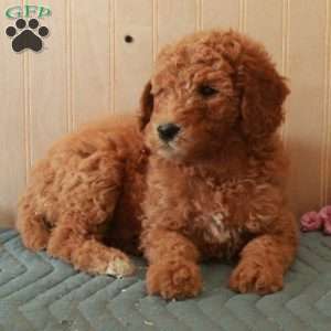 Tonya, Standard Poodle Puppy