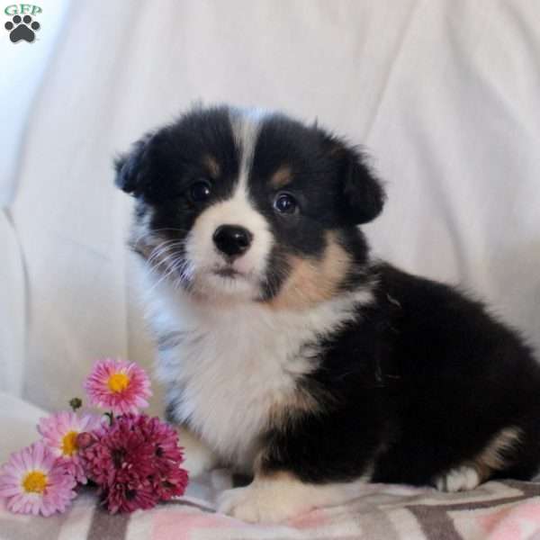 Tonya, Pembroke Welsh Corgi Puppy