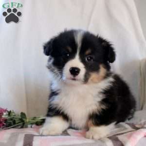 Tonya, Pembroke Welsh Corgi Puppy