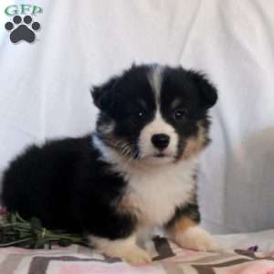 Tonya, Pembroke Welsh Corgi Puppy