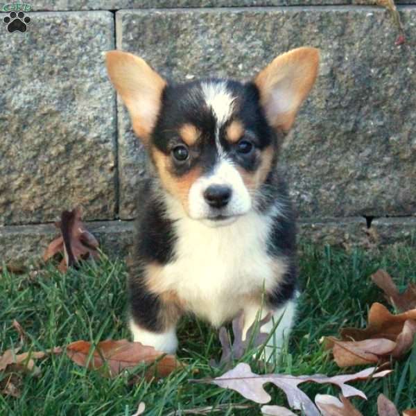 Tootsie, Pembroke Welsh Corgi Puppy