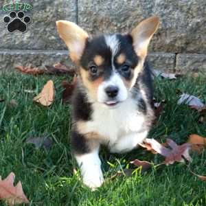 Tootsie, Pembroke Welsh Corgi Puppy