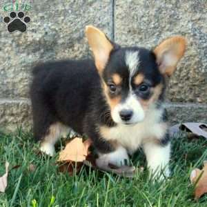 Tootsie, Pembroke Welsh Corgi Puppy