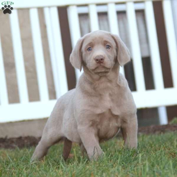 Tootsie, Silver Labrador Retriever Puppy