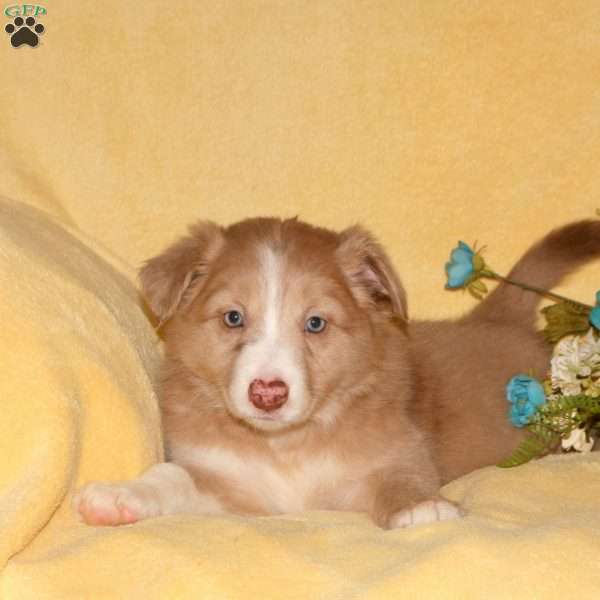 Tori, Border Collie Puppy