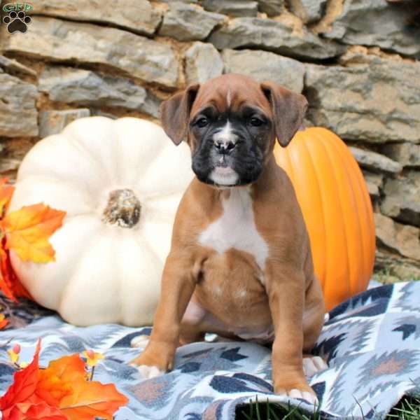 Tori, Boxer Puppy