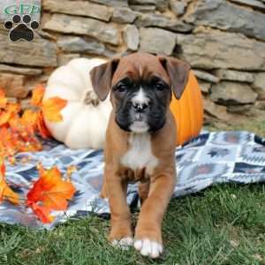 Tori, Boxer Puppy