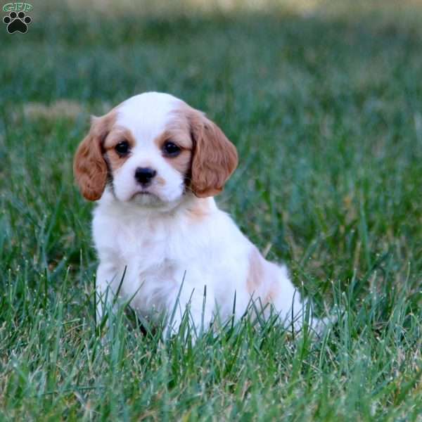 Tracy, Cavalier King Charles Spaniel Puppy