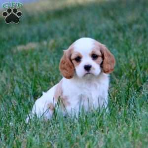 Tracy, Cavalier King Charles Spaniel Puppy