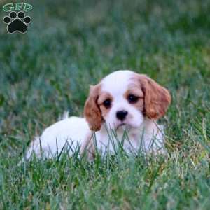 Tracy, Cavalier King Charles Spaniel Puppy