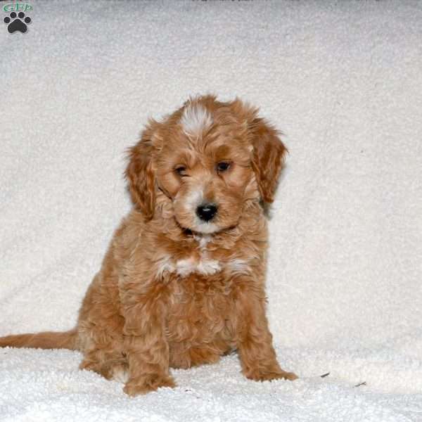 Travis, Mini Goldendoodle Puppy