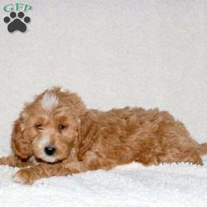 Travis, Mini Goldendoodle Puppy