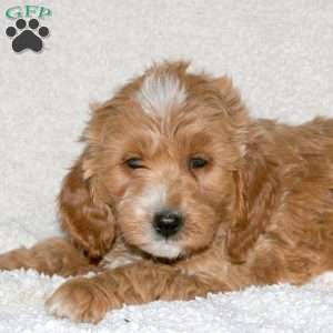 Travis, Mini Goldendoodle Puppy