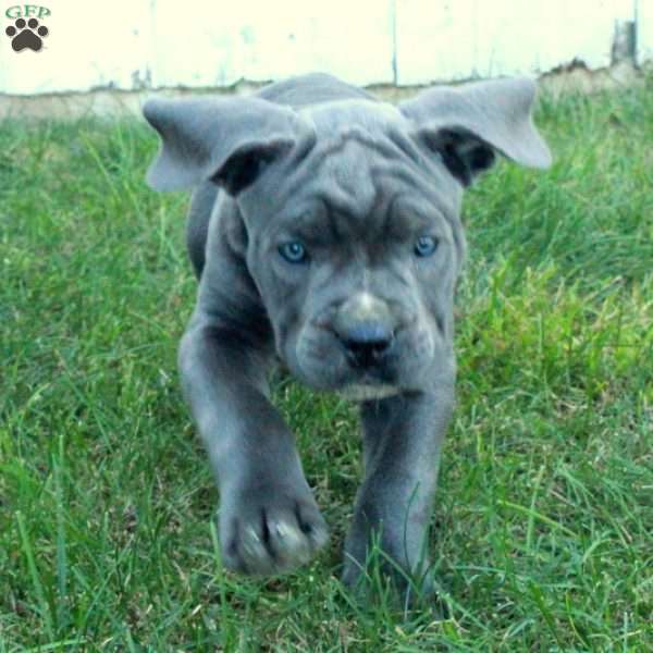 Trent, Cane Corso Puppy