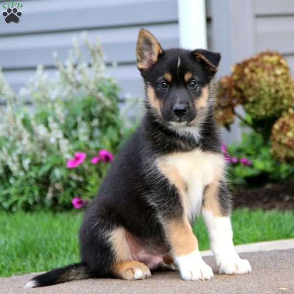 Trent, Siberian Husky Mix Puppy